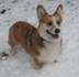 愛犬イヴV世裏磐梯雪202412.jpg